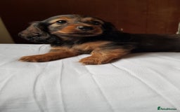 Miniature Dachshund dogs for sale: Miniature longhaired Dashchounds  - Image 7
