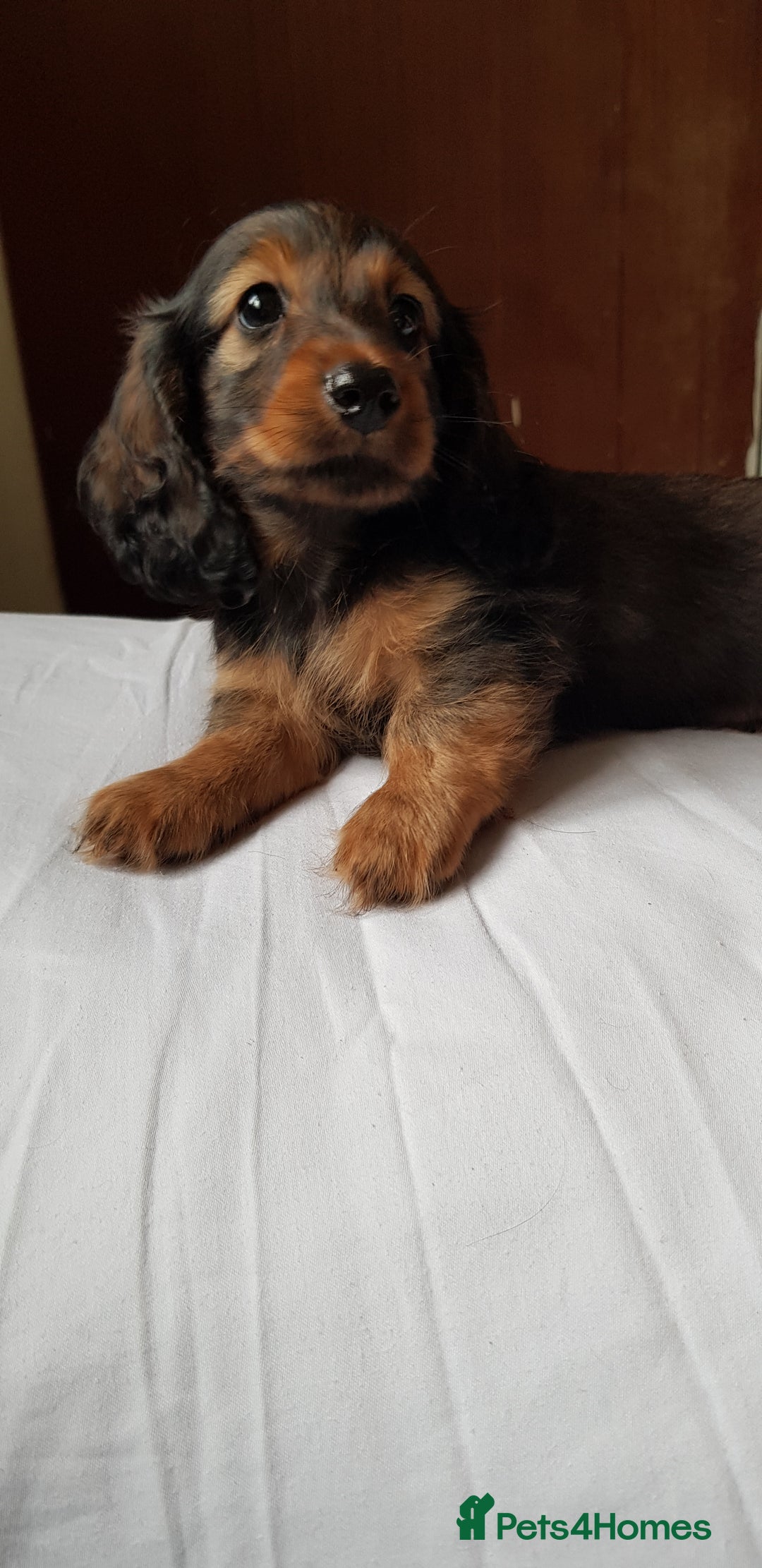 Miniature Dachshund dogs for sale: Miniature longhaired Dashchounds  - Image 7