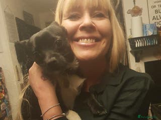 Mixed Breed dogs 4/5 year old Chihuahua x terrier mix - Advert 5