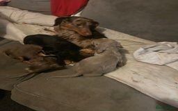 Dachshund dogs for sale: Beautiful dachshund puppies  - Image 8