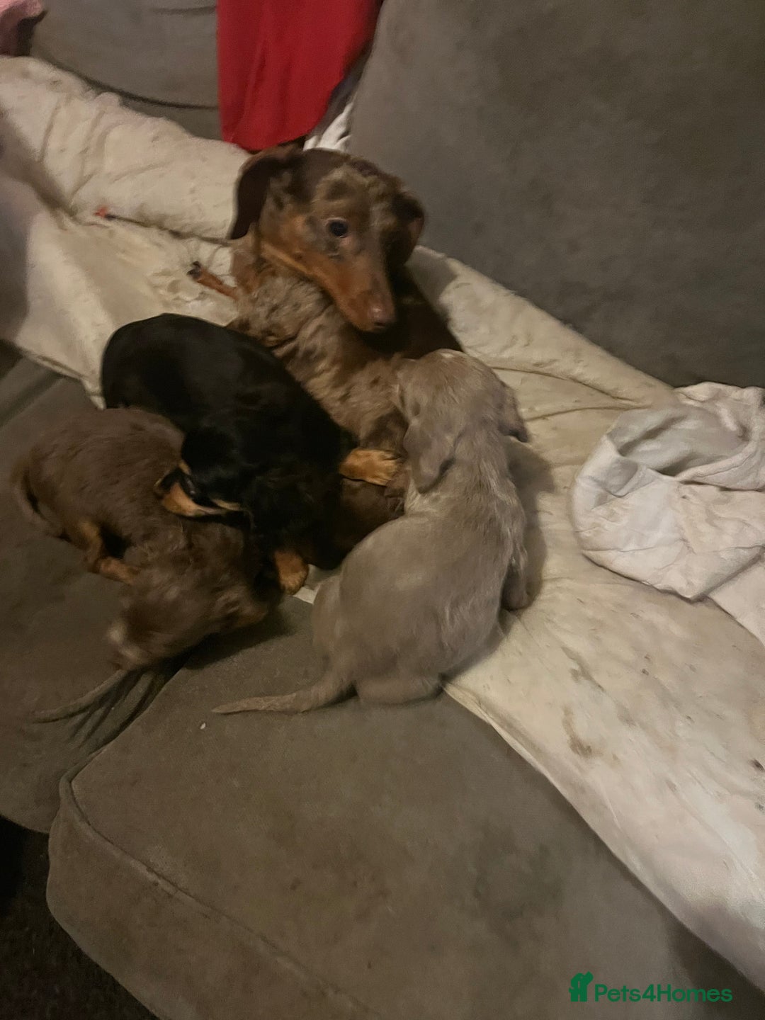 Dachshund dogs for sale: Beautiful dachshund puppies  - Image 8