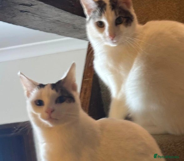 Mixed Breed cats Snow & Micky bonded young white cats - Advert 18