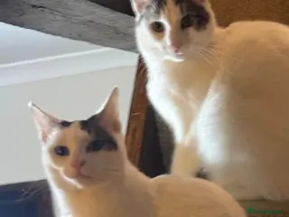 Mixed Breed cats Snow & Micky bonded young white cats - Advert 18