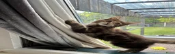 Maine Coon cats for sale: Maine coon kittens  - Advert 4