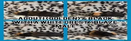 Guinea Pig rodents for sale: BABY GUINEA PIGS READY NOW  - Advert 11