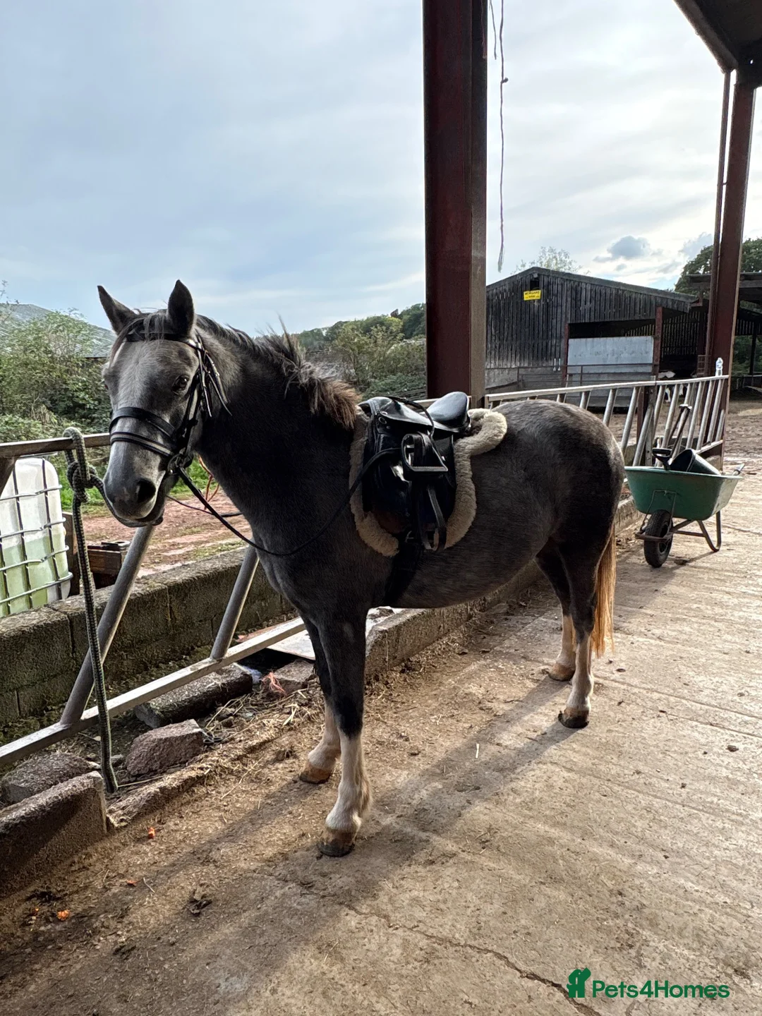 Welsh Section A horses for sale: Rosie 🌹 - Advert 2