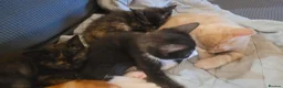 Mixed Breed cats for sale: Five Gorgeous Kittens Available! - Advert 7