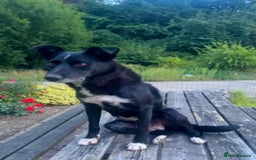 Border Collie dogs for sale: Gorgeous Farm bred sheepdog puppies - Image 7
