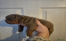 English Bulldog dogs for sale: Kc british bulldogs  - Image 12