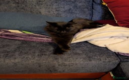 Ragdoll cats for stud: Ragdoll girl looking for a boyfriend/stud - Advert 3