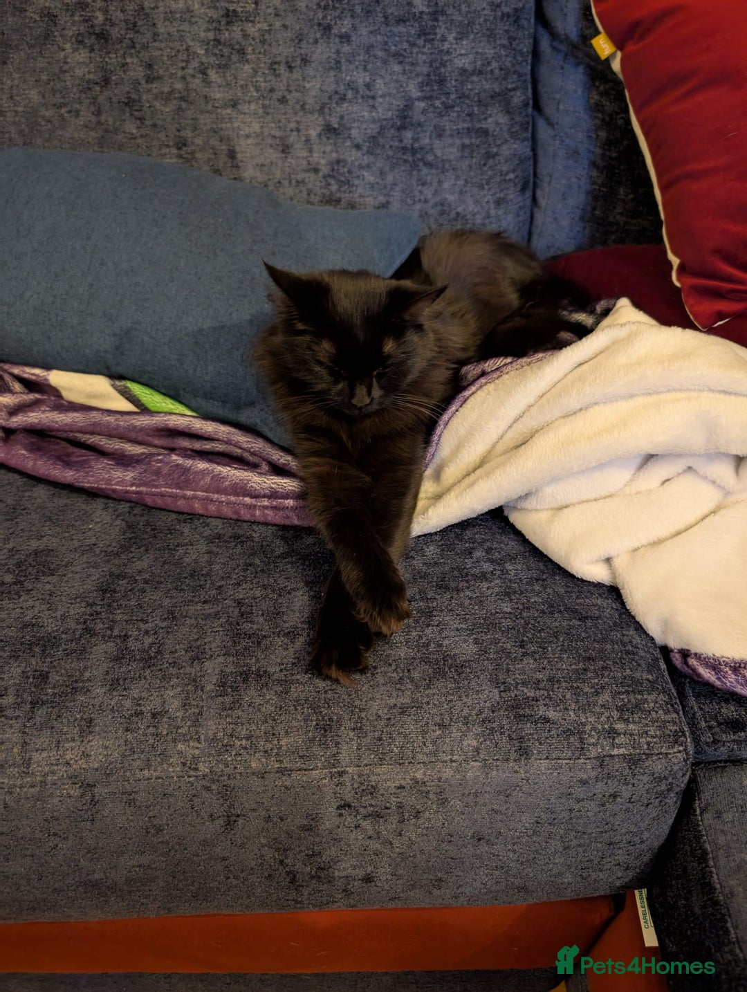 Ragdoll cats for stud: Ragdoll girl looking for a boyfriend/stud - Advert 3