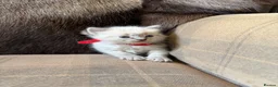 Ragdoll cats for sale: 3 gorgeous blue point male ragdolls. Ready now.  - Advert 19