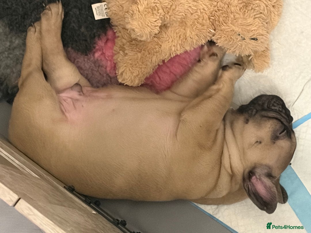 French Bulldog dogs for sale: French Bulldog Puppies PET PRICED  - Advert 29