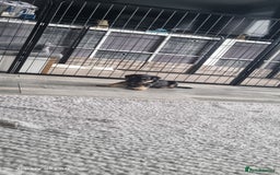 Border Terrier dogs for sale: Border Terrier Pups - Image 16