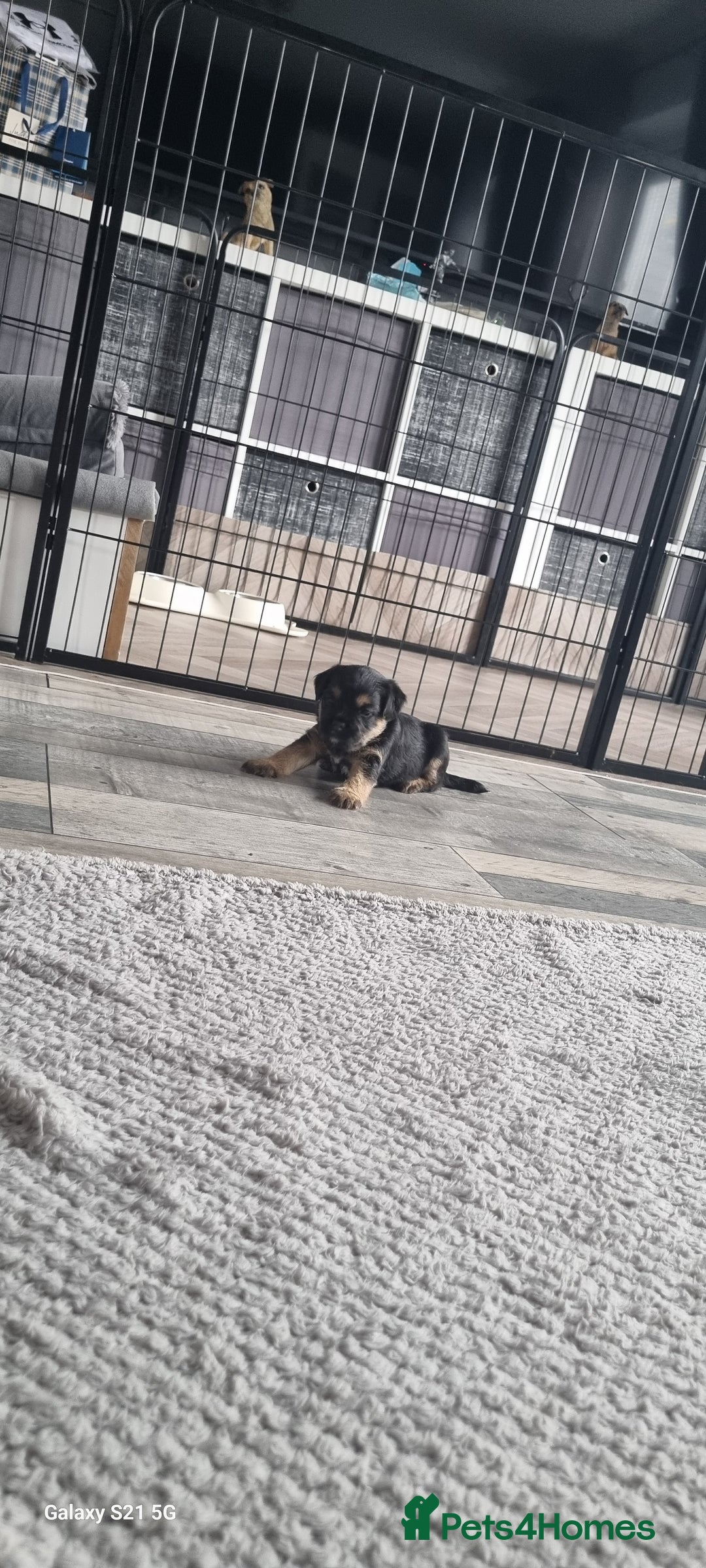 Border Terrier dogs for sale: Border Terrier Pups - Image 16
