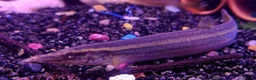 Other/Mixed Breed fish for sale: Full Aquatic Stocklist Manchester Pet's & Aquatics - Advert 16