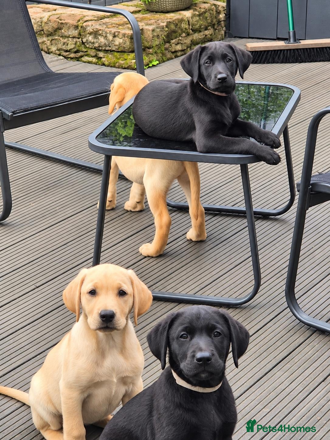 Labrador Retriever dogs KC Registered Labrador Puppies – Working Lines - Advert 2