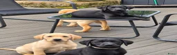 Labrador Retriever dogs for sale: Last 2 KC Registered Black Labradors – Ready Now - Advert 7