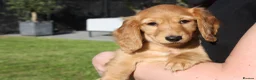 Miniature Dachshund dogs for sale: READYNOW KC cream L/H Health tested Mini Dachshund - Advert 34