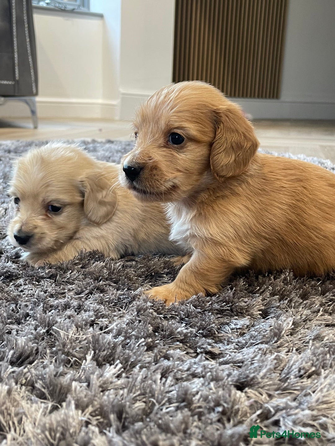 Miniature Dachshund dogs for sale: Miniature Dash hound long haired English  cream - Advert 15