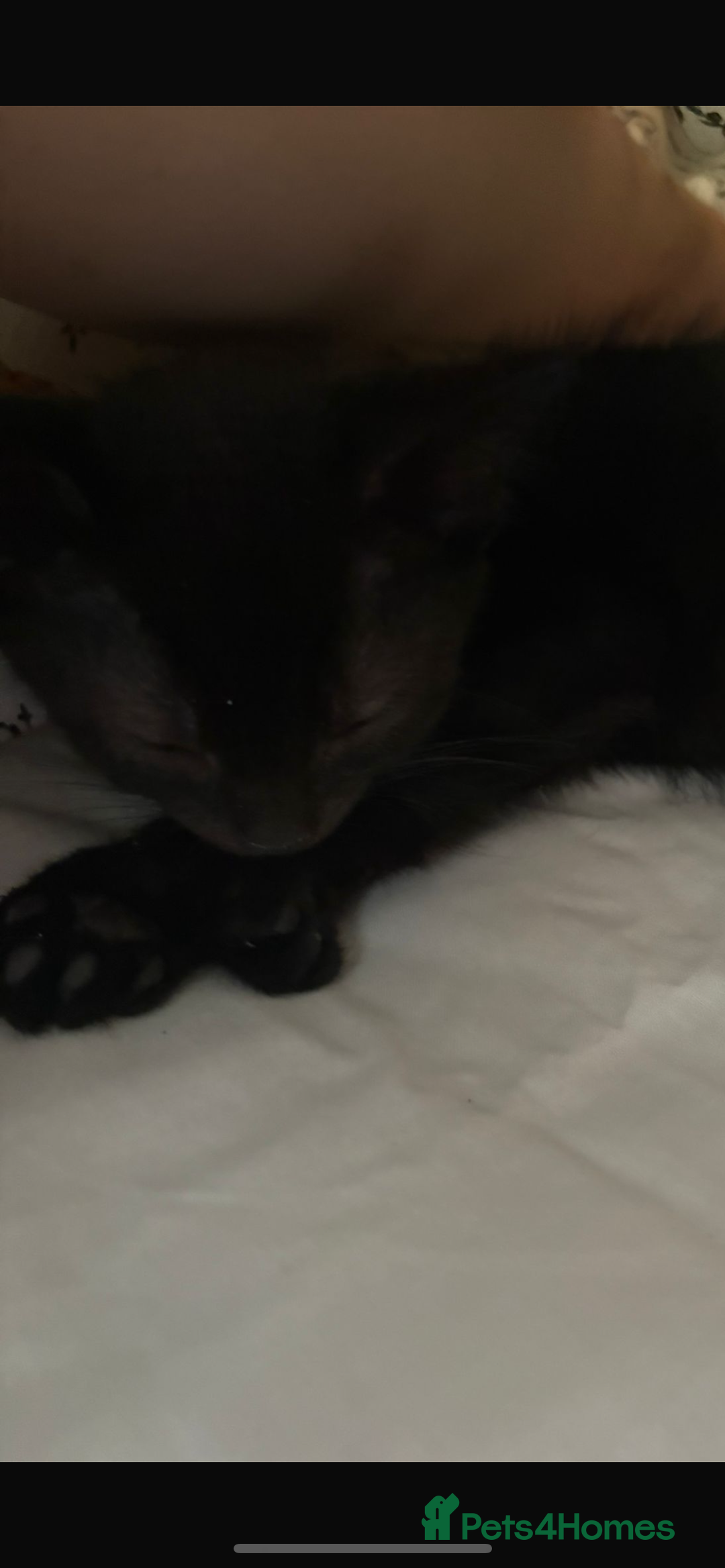 Mixed Breed cats for sale: 2 kittens  - Image 4