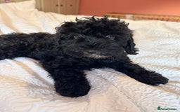 Cockapoo dogs for sale: Adorable cockapoo puppies  - Image 7