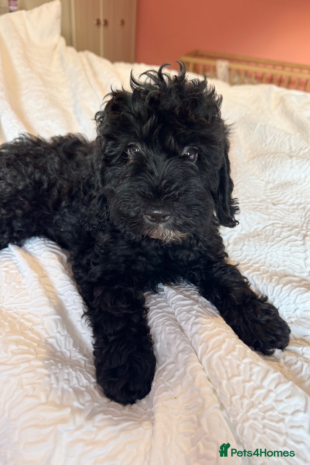 Cockapoo dogs for sale: Adorable cockapoo puppies  - Image 7