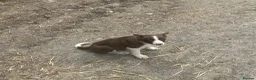 Border Collie dogs for sale: 5 Male Gorgeous Border Collie Pups - Advert 10