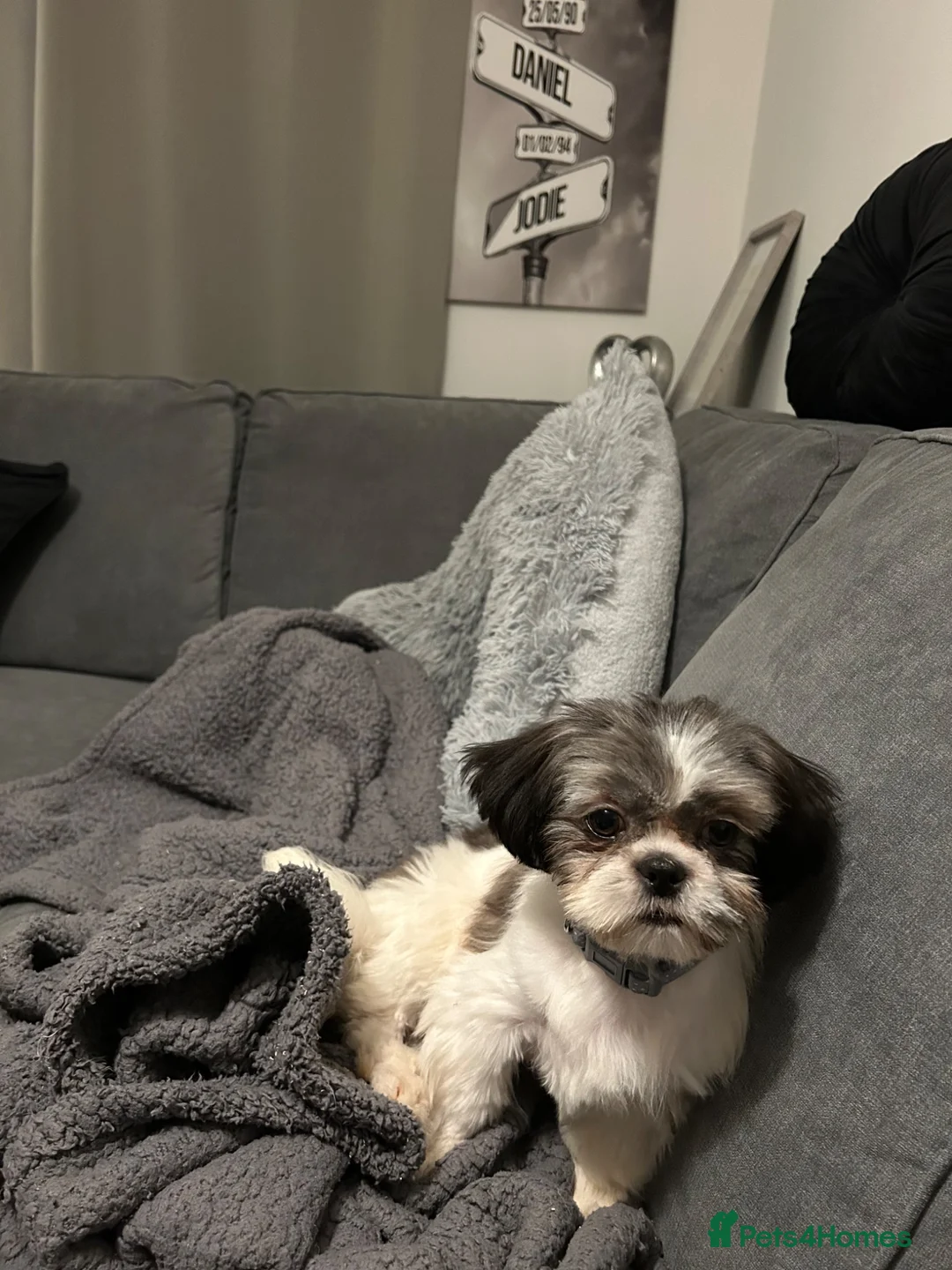Shih Tzu dogs for sale: Kc reg shihtzu bitch  in Edinburgh - Advert 5