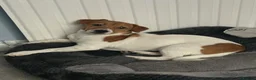 Jack Russell dogs for sale: Jack Russell  in Sheerness - Advert 6
