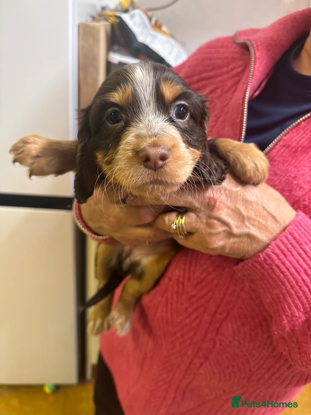 Cocker Spaniel dogs for sale: Cocker spaniel puppies  - Advert 2