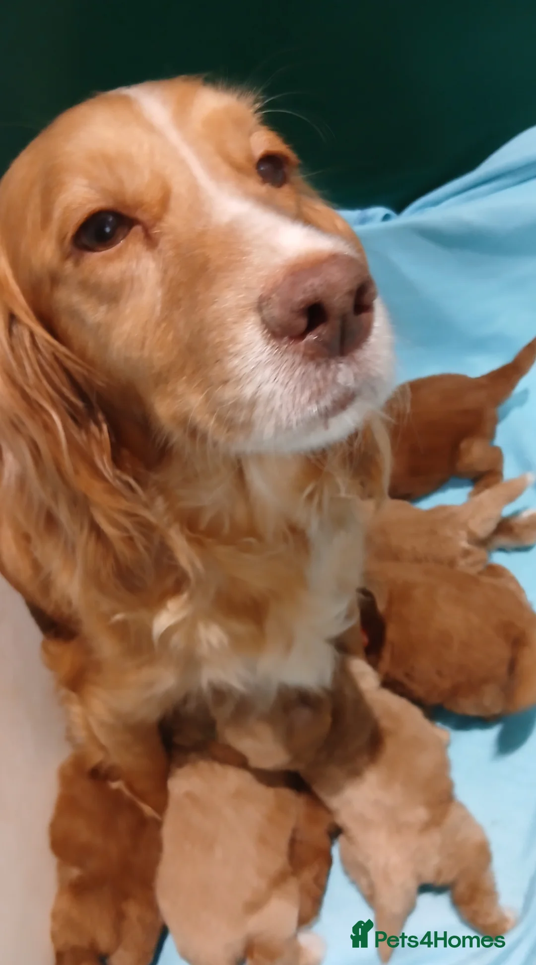 Cockapoo dogs for sale: Cockapoo Puppies PRA CLEAR - Advert 10