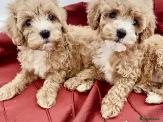 Cavapoo dogs 🐶 Cavapoo Puppies - Advert 3