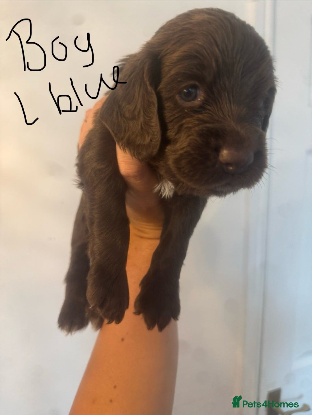 Cocker Spaniel dogs for sale: Cocker Spaniel Puppies - Image 14