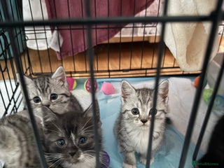 Scottish Fold cats for sale: 5 beautiful Scottish fold kittens - Advert 1