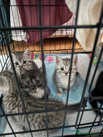 Scottish Fold cats 5 beautiful Scottish fold kittens - Advert 1