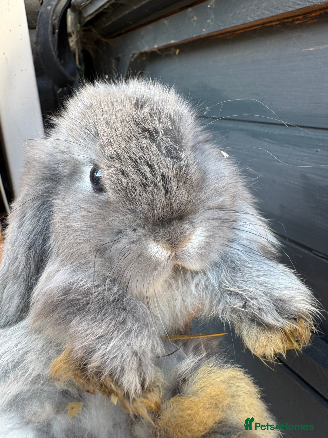 Lionhead rabbits for sale: Mini lops lionheads  - Image 5