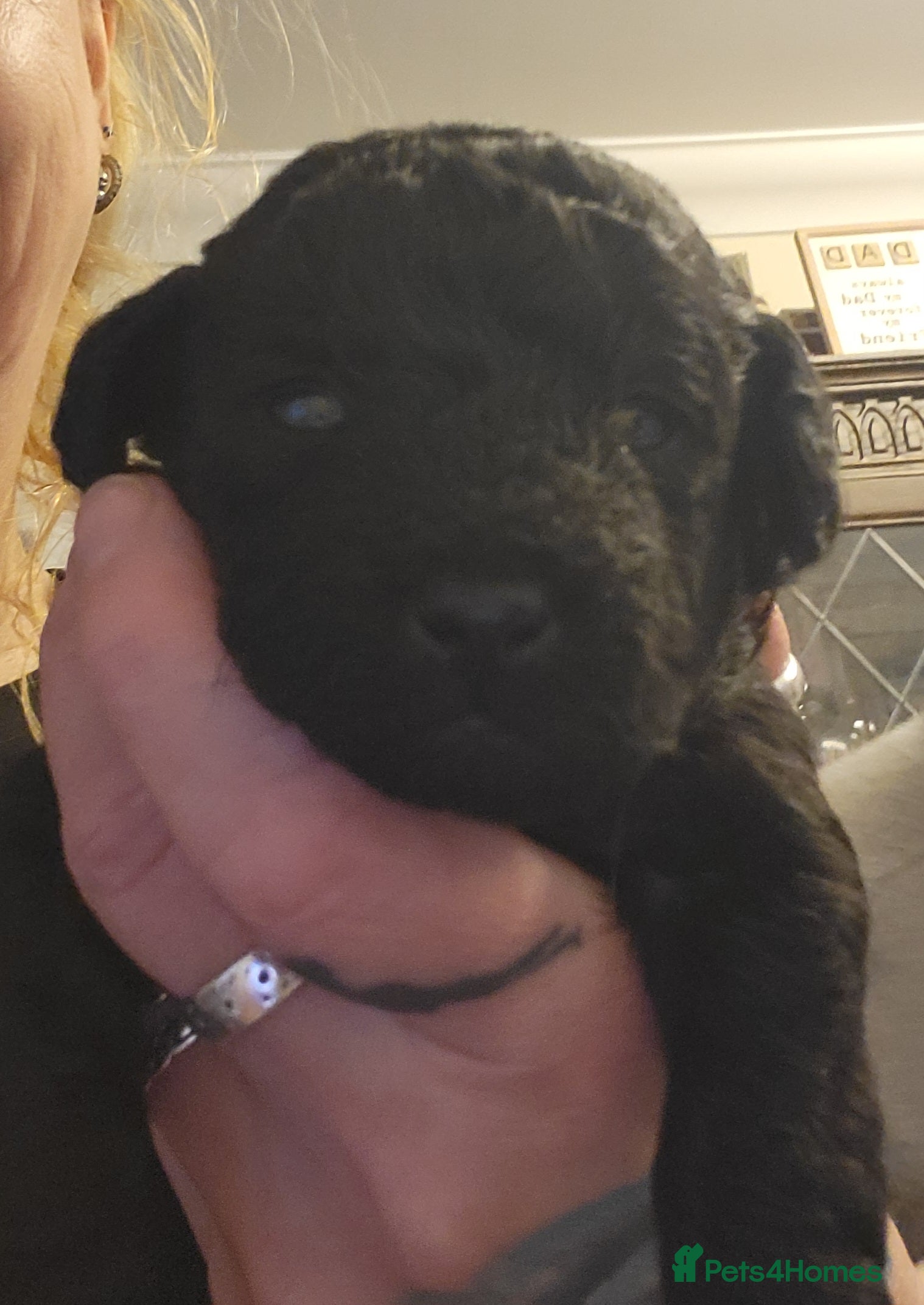 Mixed Breed dogs Pooshi x Bedipoo  - Advert 7