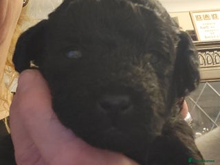 Mixed Breed dogs for sale - Advert 1