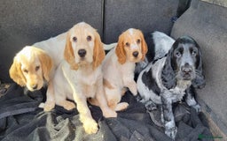Cocker Spaniel dogs for sale: Orange & Blue Roan Show Cockers - Image 5