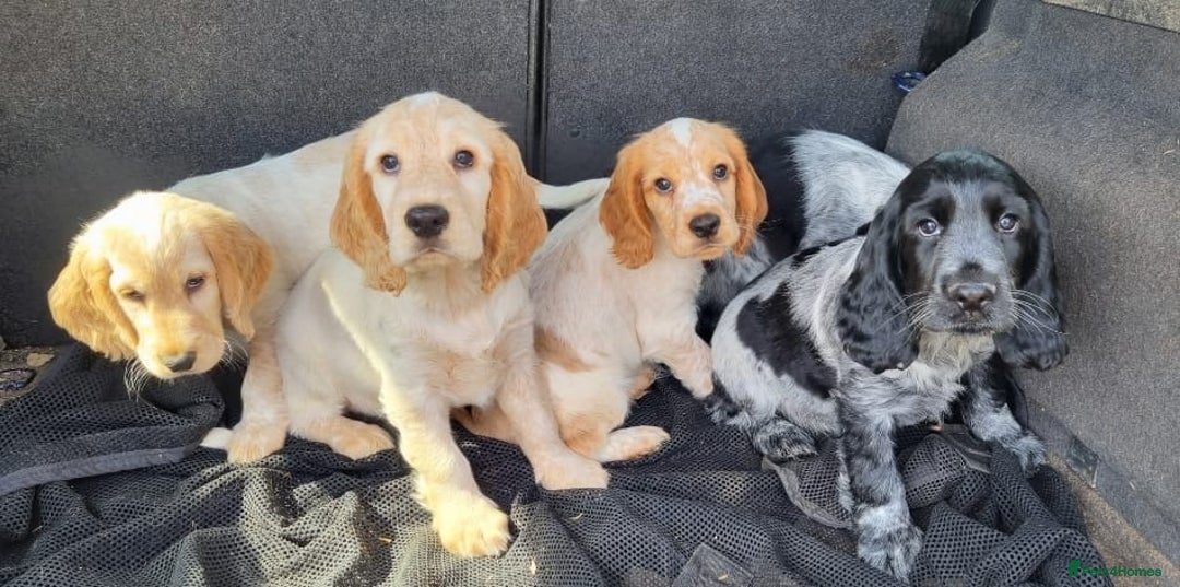 Cocker Spaniel dogs for sale: Orange & Blue Roan Show Cockers - Image 5