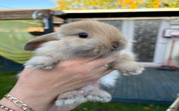 Mini Lop rabbits for sale: Pure bred mini lop - Image 2