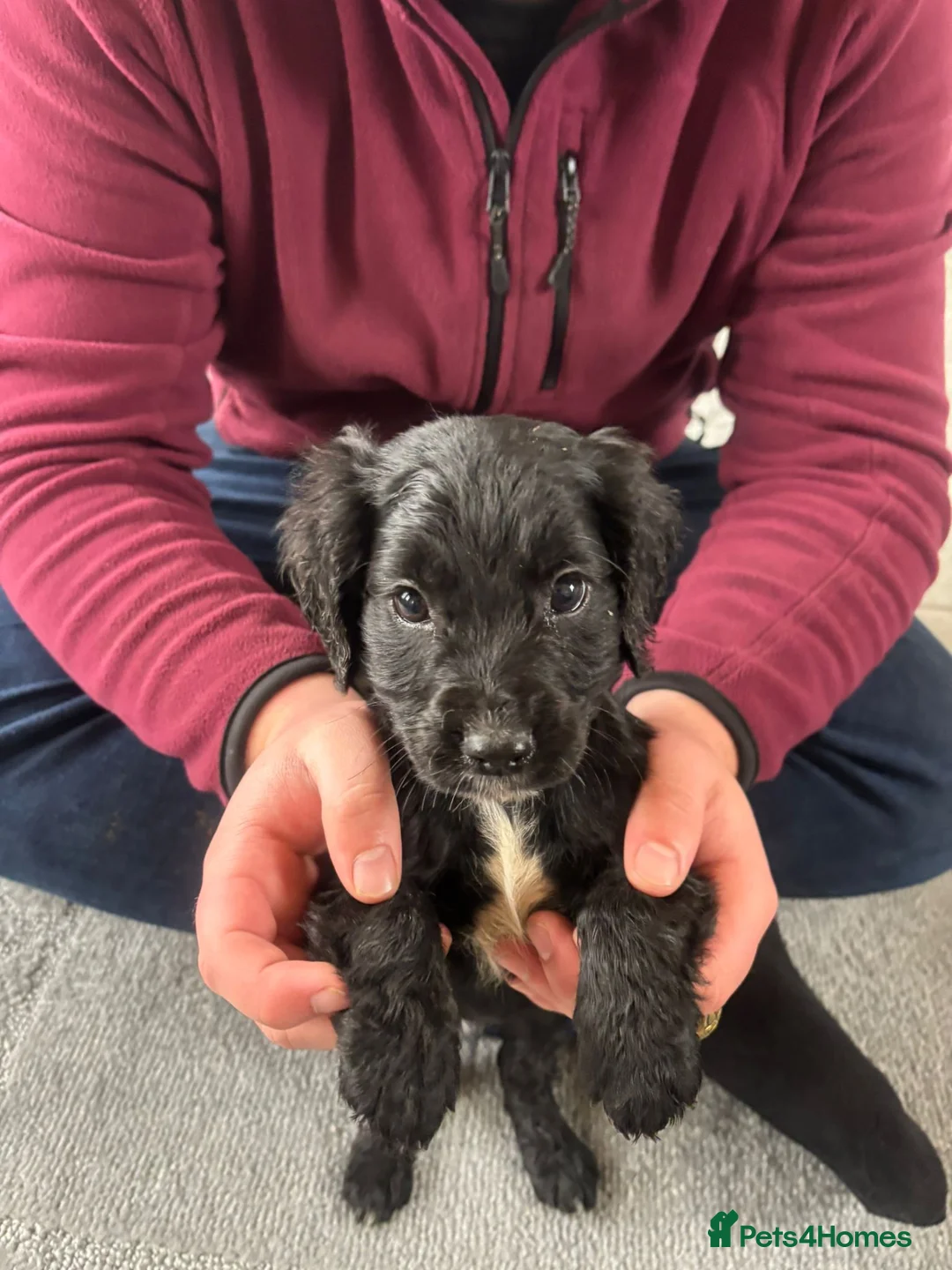 Cocker Spaniel dogs for sale: COCKER SPANIEL PUPS  ( SOLD ) - Advert 2