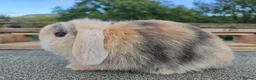 Mini Lop rabbits for sale: Various Mini Lop youngsters  - Advert 3