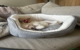 Maltese dogs for sale: ONE FEMALE Maltese Puppy *READY NOW* - Image 6