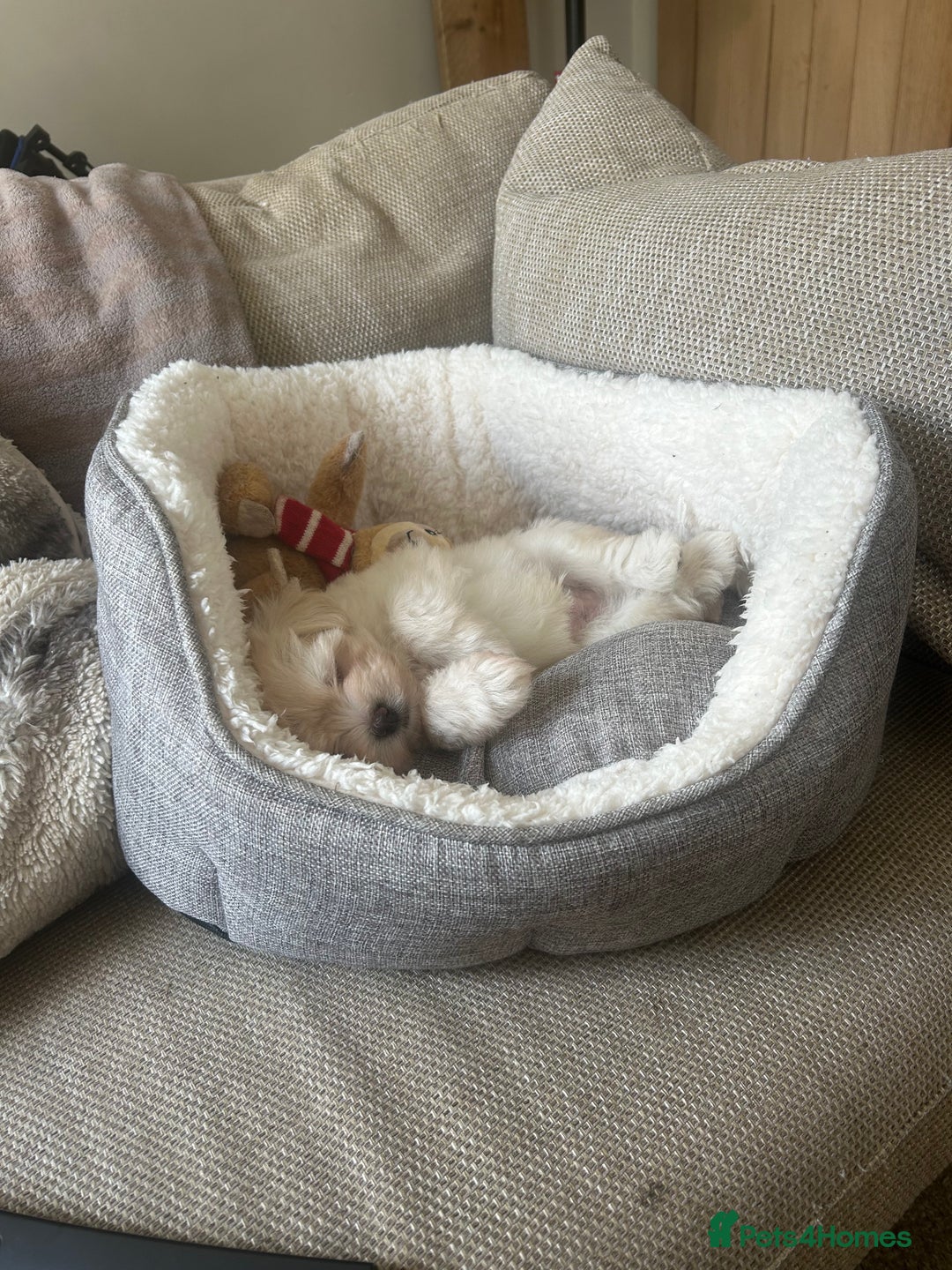 Maltese dogs for sale: ONE FEMALE Maltese Puppy *READY NOW* - Image 6