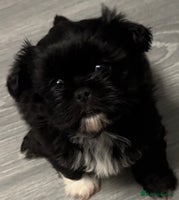 Shih Tzu dogs Standard Shih Tzu puppies - Advert 7