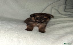 Mixed Breed dogs for sale: Yorkshire Terrier x Pomeranian Puppys - Advert 12