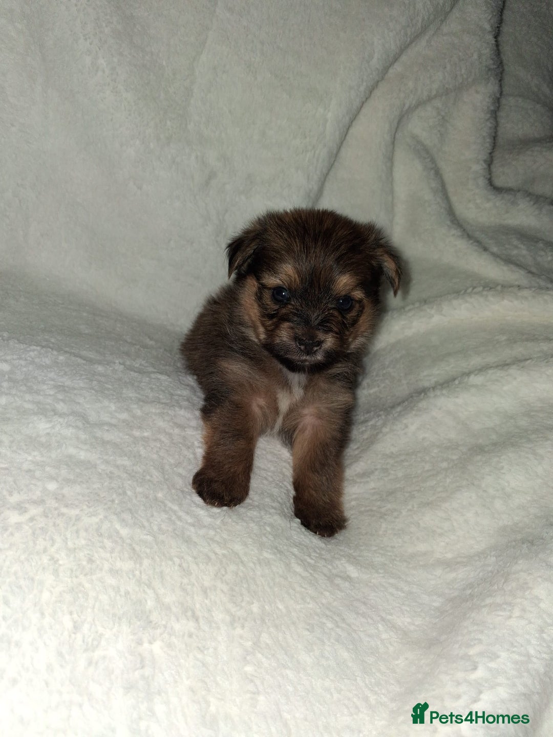 Mixed Breed dogs for sale: Yorkshire Terrier x Pomeranian Puppys - Advert 12