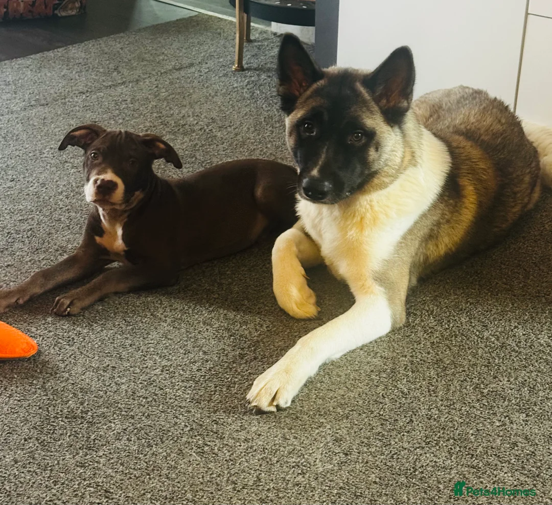 Akita dogs for sale: Lola Akita  - Advert 4